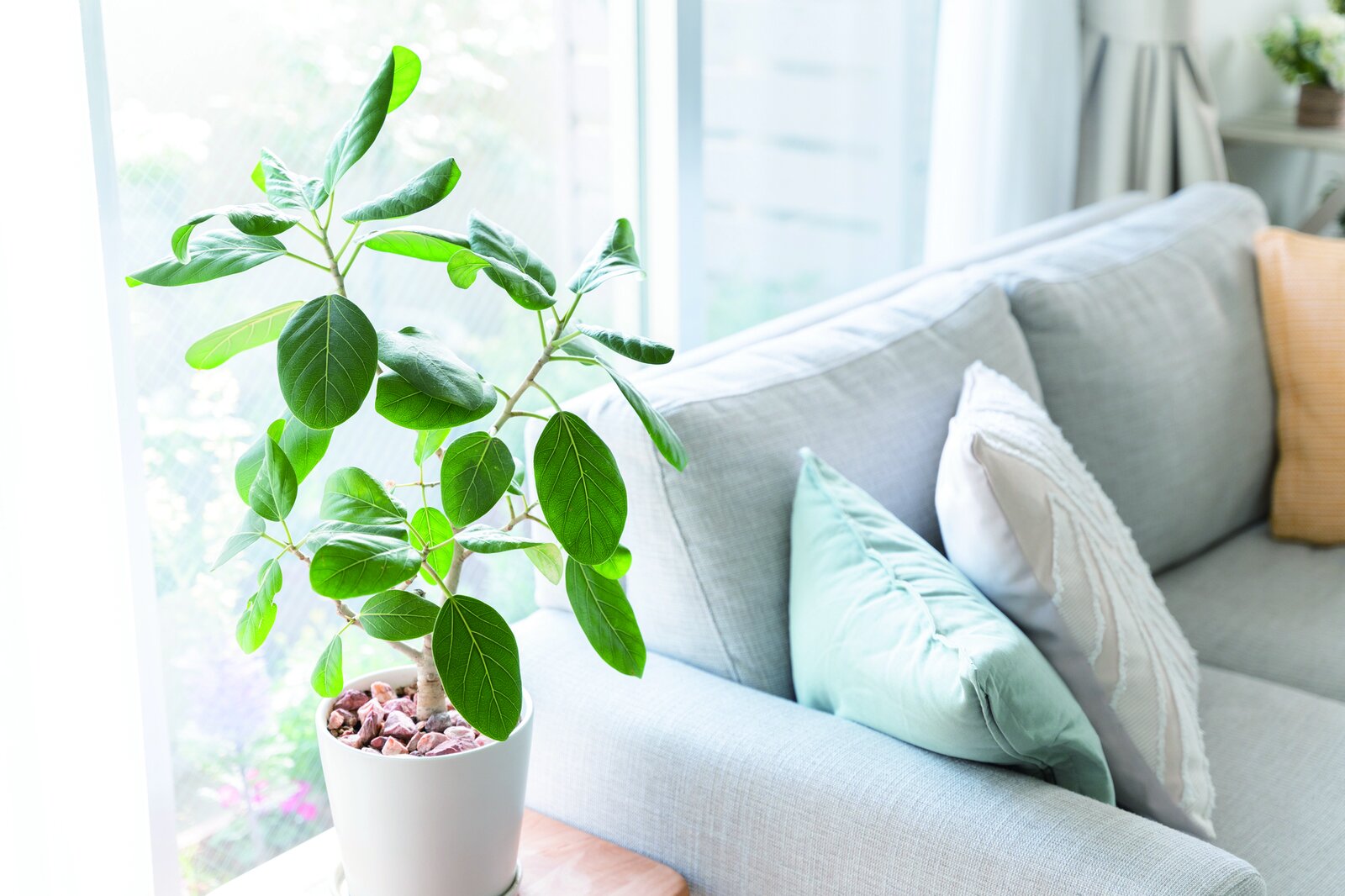 明るいリビングに置かれた観葉植物