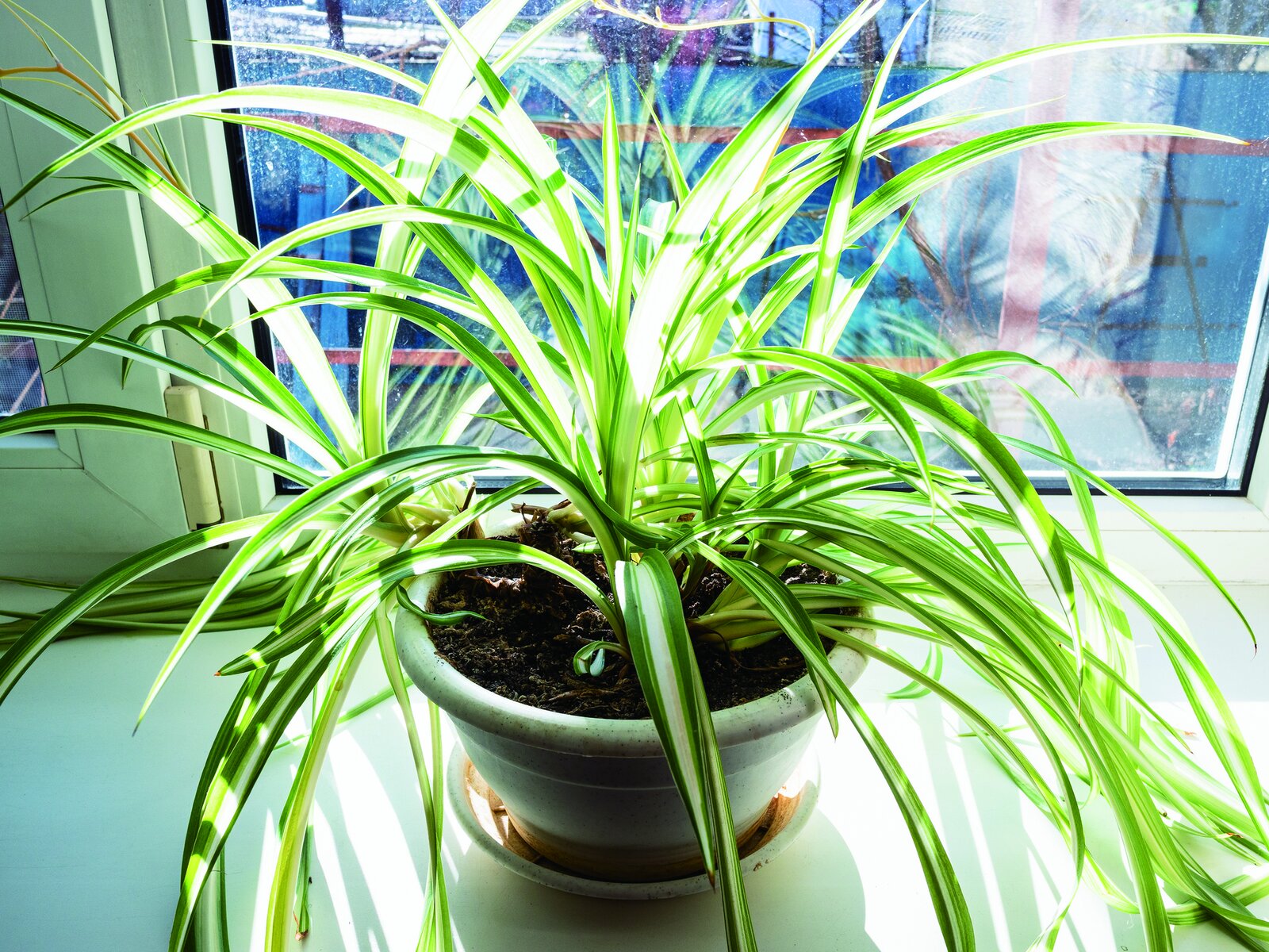 窓辺の明るい場所に飾った観葉植物