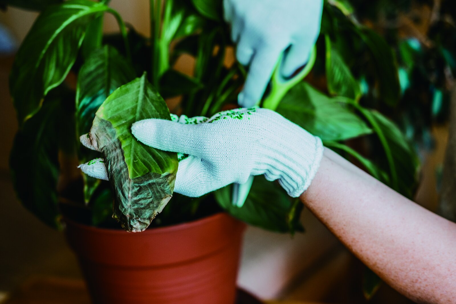 手袋をして観葉植物の葉を拭く様子