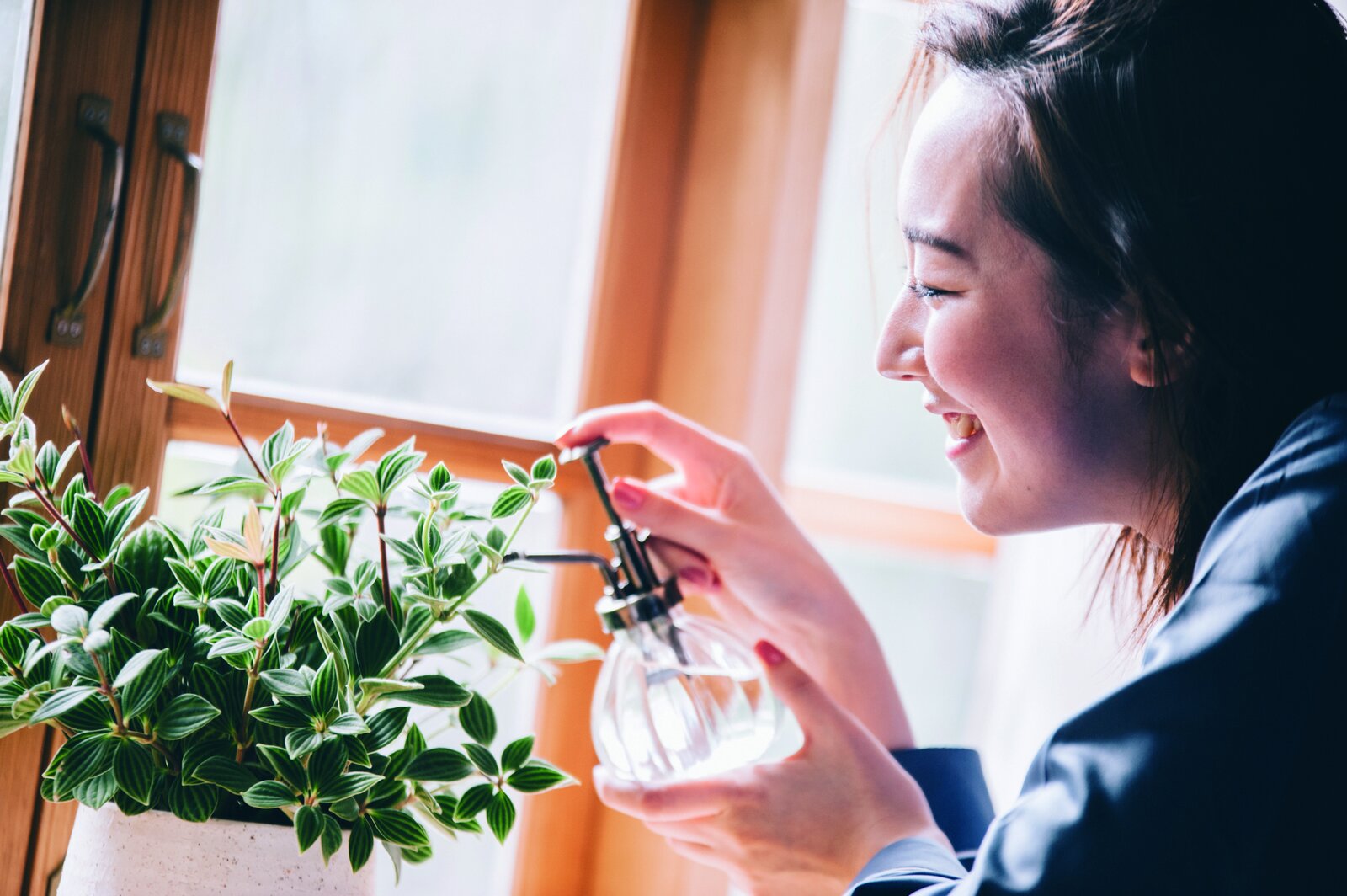 窓辺で観葉植物に霧吹きをする様子