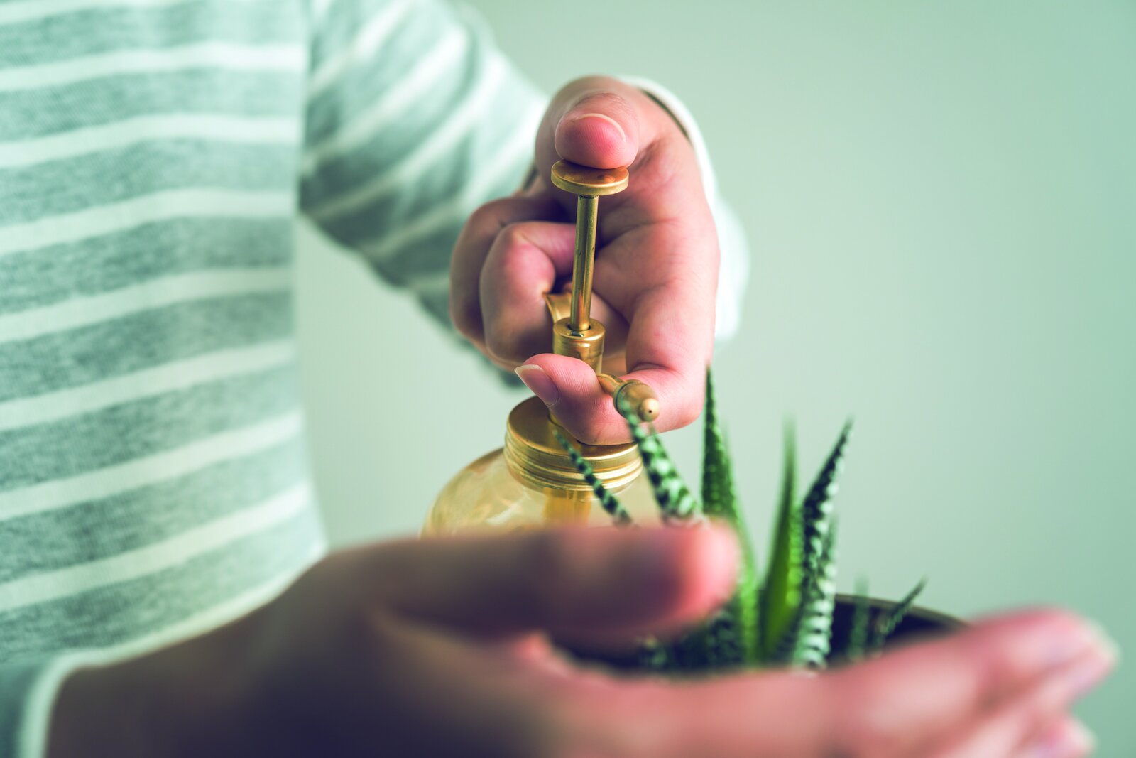 観葉植物に霧吹きで水を与える様子