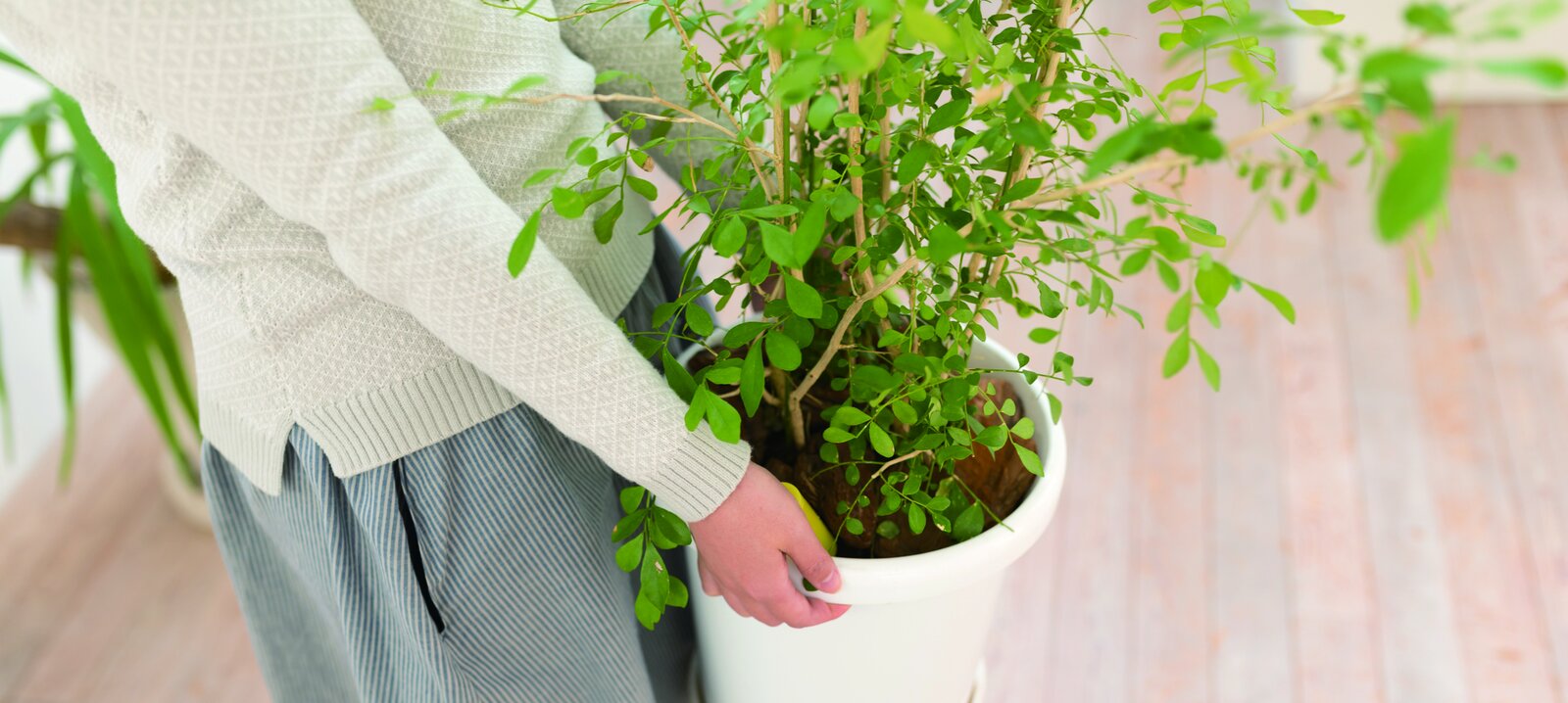 鉢植えを室内に運ぶ様子